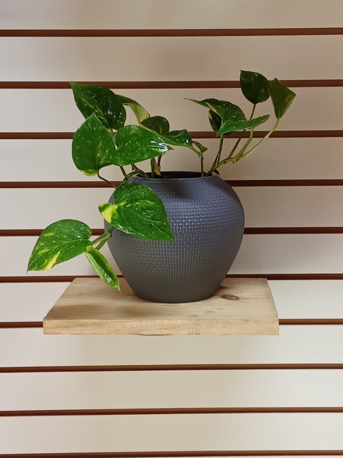 WhatsApp Image 2025-04-07 at 2.03.32 PM